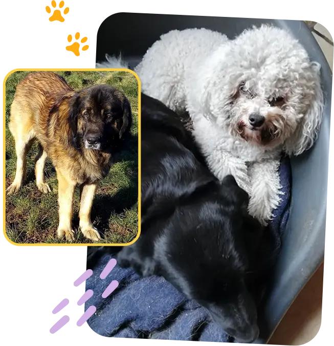 Elevage chien Vendays Montalivet, Elevage chien Lesparre Médoc, Elevage chien Bordeaux