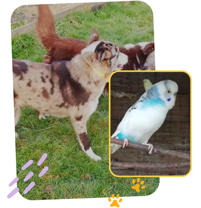 Pension canine Vendays Montalivet, Pension canine Lesparre Médoc, Pension canine Bordeaux