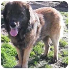 Elevage canin Vendays Montalivet, Elevage canin Lesparre Médoc, Elevage canin Bordeaux