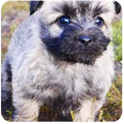 Elevage Bergé Australien Vendays Montalivet, Elevage Bergé Australien Lesparre Médoc, Elevage Bergé Australien Bordeaux