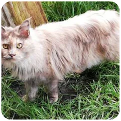 Elevage félin Vendays Montalivet, Elevage félin Lesparre Médoc, Elevage félin Bordeaux