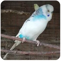 Elevage Carne Terrier Vendays Montalivet, Elevage Carne Terrier Lesparre Médoc, Elevage Carne Terrier Bordeaux