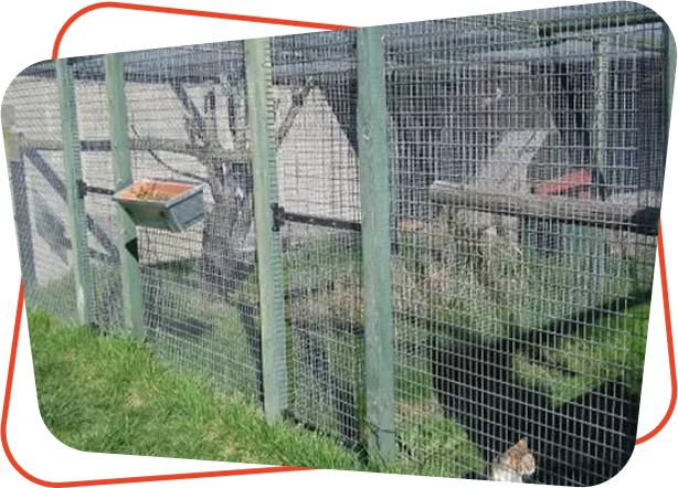 Pension féline Vendays Montalivet, Pension féline Lesparre Médoc, Pension féline Bordeaux