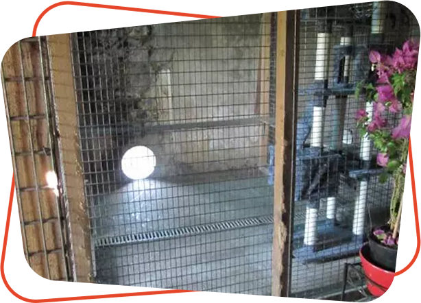 Pension féline Vendays Montalivet, Pension féline Lesparre Médoc, Pension féline Bordeaux