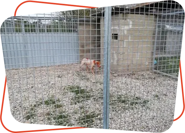 Pension canine Vendays Montalivet, Pension canine Lesparre Médoc, Pension canine Bordeaux