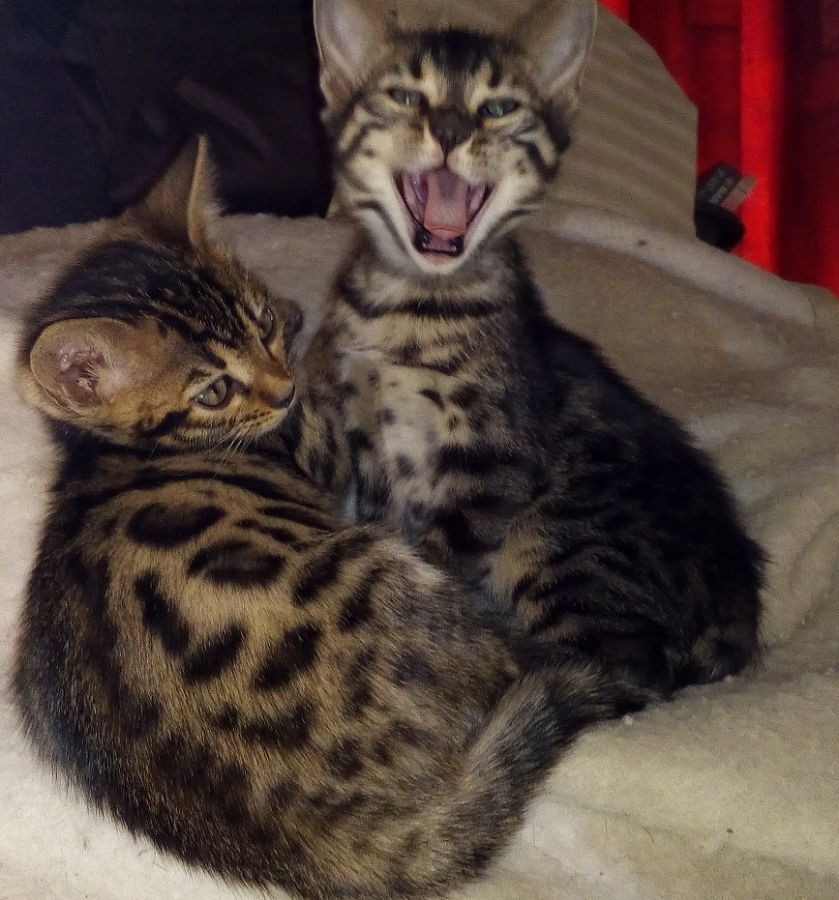 Elevage Bengal Vendays Montalivet, Elevage Bengal Lesparre Médoc, Elevage Bengal Bordeaux