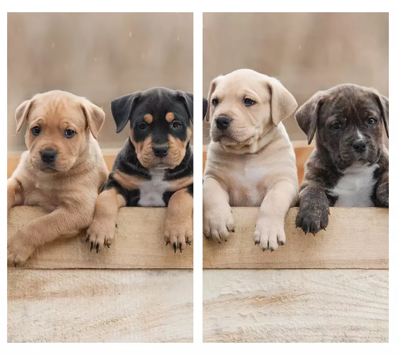 Elevage Bergé Australien Vendays Montalivet, Elevage Bergé Australien Lesparre Médoc, Elevage Bergé Australien Bordeaux