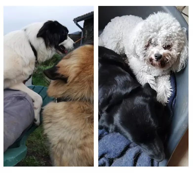 Pension canine Vendays Montalivet, Pension canine Lesparre Médoc, Pension canine Bordeaux