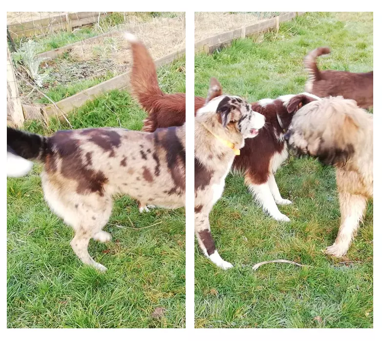 Elevage Labrador Vendays Montalivet, Elevage Labrador Lesparre Médoc, Elevage Labrador Bordeaux