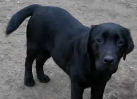 Rhunes du Pont Barreau