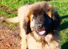 Sandès de Inukamour