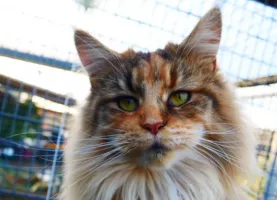 Rhapsody des Coeurs Colors