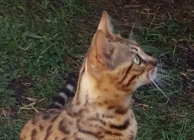 Bengal