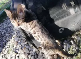 Chatons Bengal