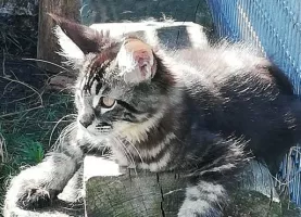 Chatons Maine Coon