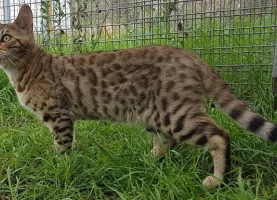Orlando Bloom de Gabarre Loof