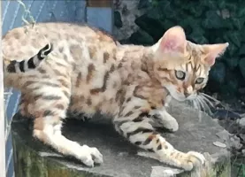 Prince Loof dit Pandore