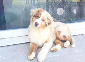 Chiots Berger Australien