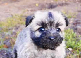 Chiots Cairn Terrier