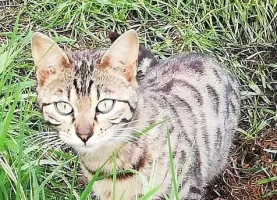 Oly du Miaou’s Club Loof