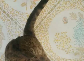 Phoebe de Chez Flo Loof