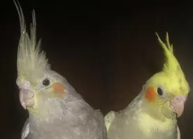 Perruche callopsitte