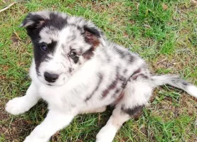 Chiots border collie