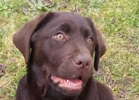 Chiots labrador chocolat