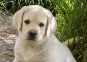 Chiots noir et sable