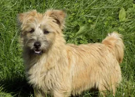 Mâle cairn terrier
