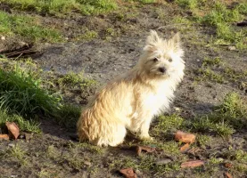 Femelles cairn terrier