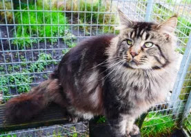 Persée de l’Atlanticoon’s