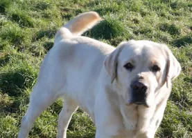 Minos du pré de l’Egvonne