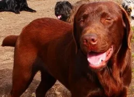 Satyre du Moulin Sault